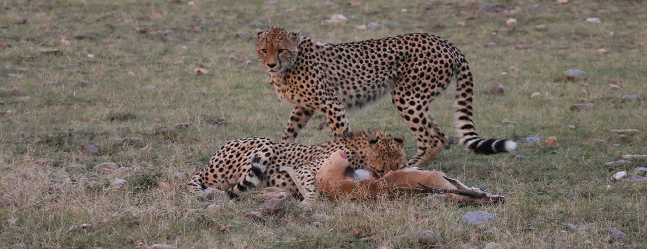 Cheetahs-hunting