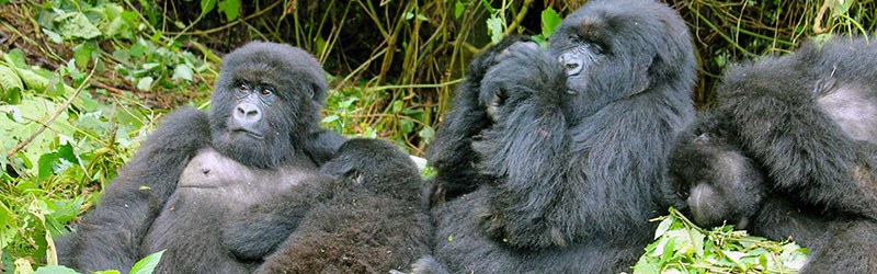 family-of-gorillas
